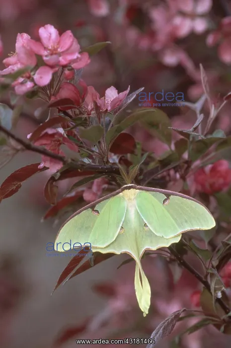 : Luna Moth on Cherry Tree : Luna Moth on Cherry Tree