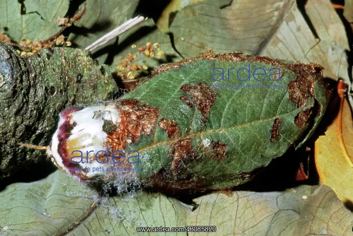: Luna Moth emerging from cocoon : Luna Moth emerging from cocoon
