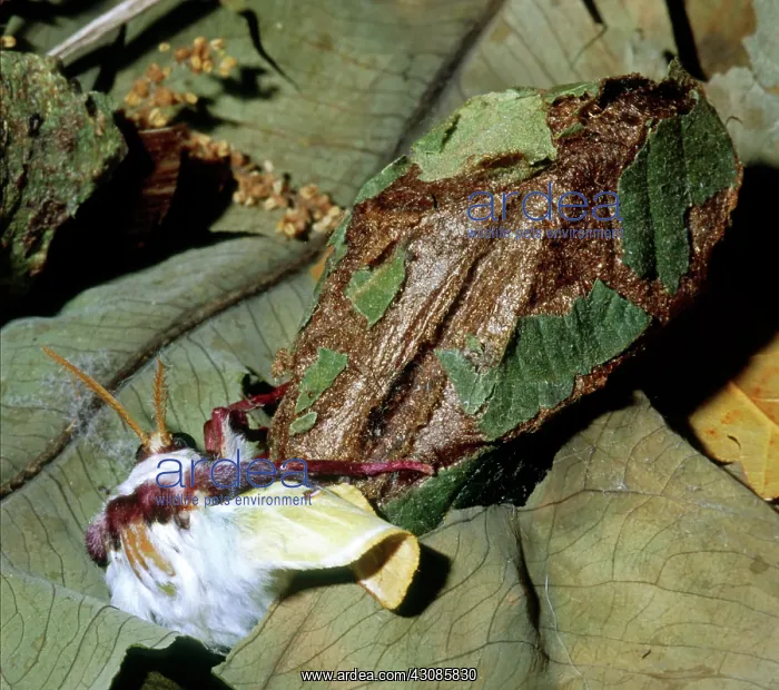 : Luna Moth emerging from cocoon : Luna Moth emerging from cocoon