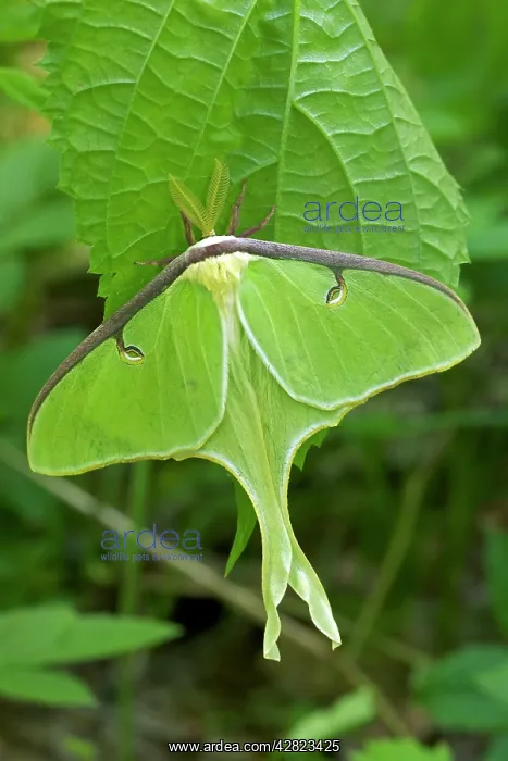 : Luna Moth - Newly emerged adult : Luna Moth - Newly emerged adult