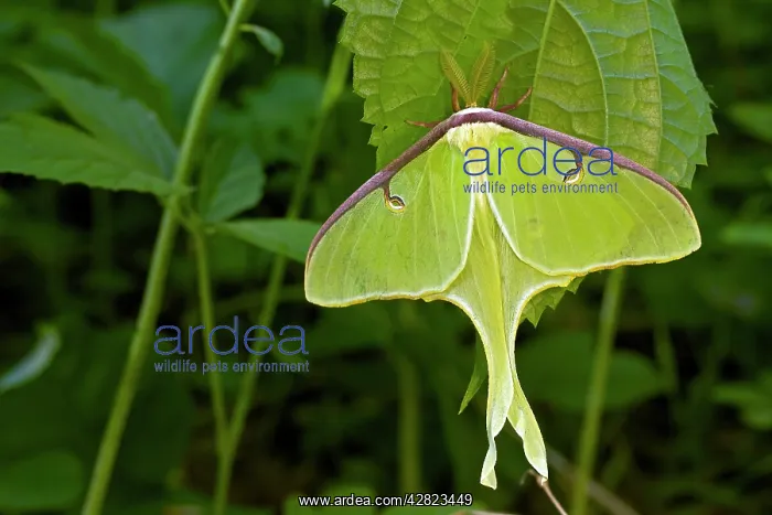 : Luna Moth - Newly emerged adult : Luna Moth - Newly emerged adult