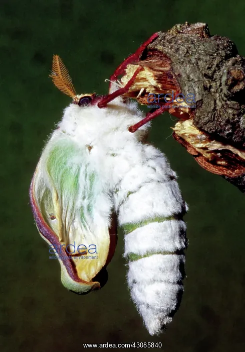 : Luna Moth newly hatched : Luna Moth newly hatched