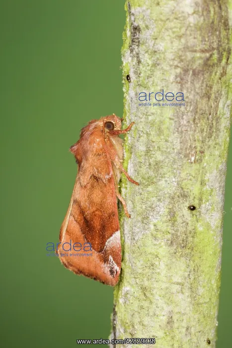: Lunar-spotted Pinion Moth : Lunar-spotted Pinion Moth