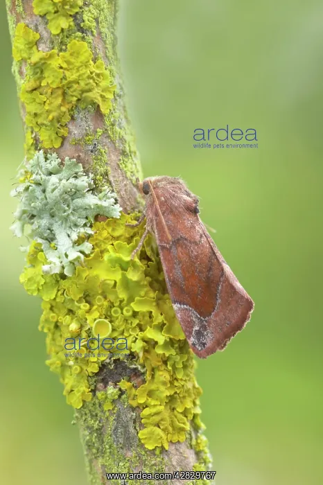 : Lunar Spotted Pinion Moth : Lunar Spotted Pinion Moth