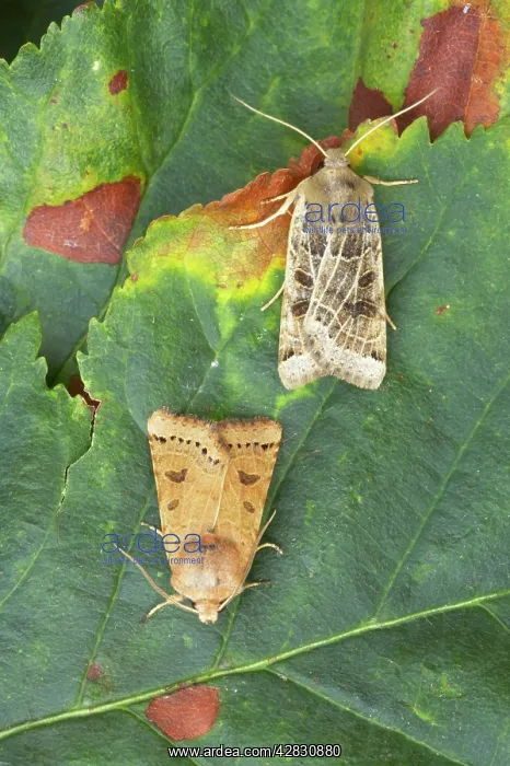 : Lunar Underwing : Lunar Underwing