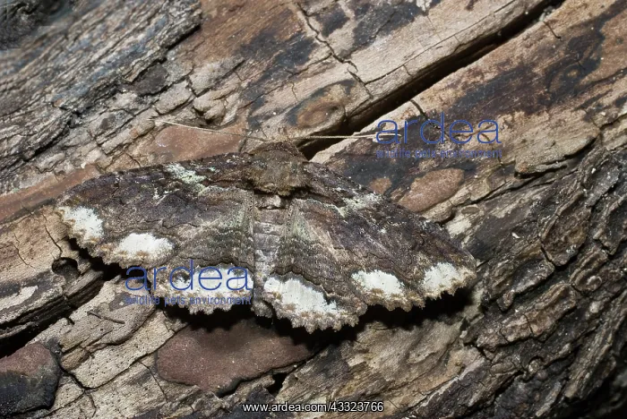 : Lunate Zale Moth : Lunate Zale Moth