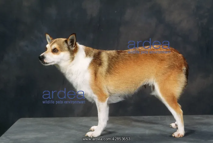 : Lundehund - Also know as Norwegian Puffin Dog : Lundehund - Also know as Norwegian Puffin Dog
