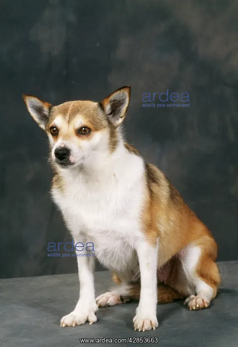 : Lundehund - Also know as Norwegian Puffin Dog : Lundehund - Also know as Norwegian Puffin Dog