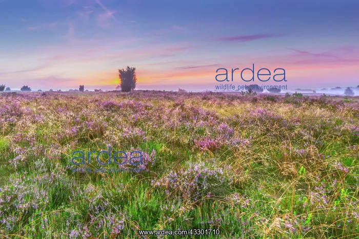 : Lunenburg Heath, Undeloh, Lower Saxony, Germany : Lunenburg Heath, Undeloh, Lower Saxony, Germany
