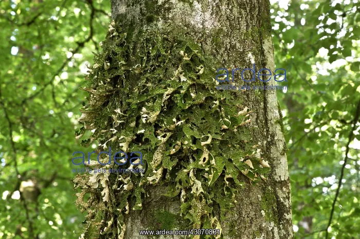 : Lung Lichen, Tree lungwort (Lobaria pulmonaria) : Lung Lichen, Tree lungwort (Lobaria pulmonaria)