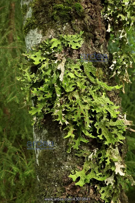  : Lung Lichen, Tree lungwort (Lobaria pulmonaria)
