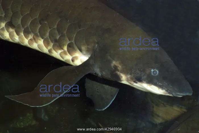: Lungfish (Neoceratodus forsteri). Australia, Murray River and its tributaries : Lungfish (Neoceratodus forsteri). Australia, Murray River and its tributaries