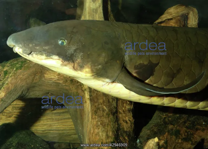 : Lungfish (Neoceratodus forsteri). Australia, Murray River and its tributaries : Lungfish (Neoceratodus forsteri). Australia, Murray River and its tributaries