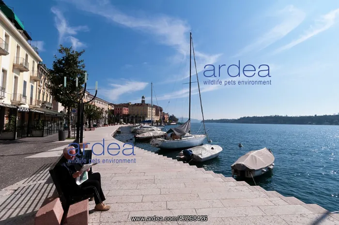 : Lungolago Zanardelli, Salo, Lago di Garda : Lungolago Zanardelli, Salo, Lago di Garda
