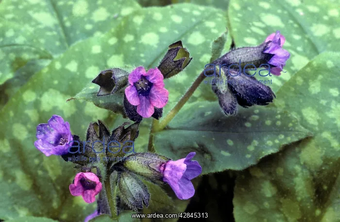  : Lungwort (Pulmonaria officinalis)