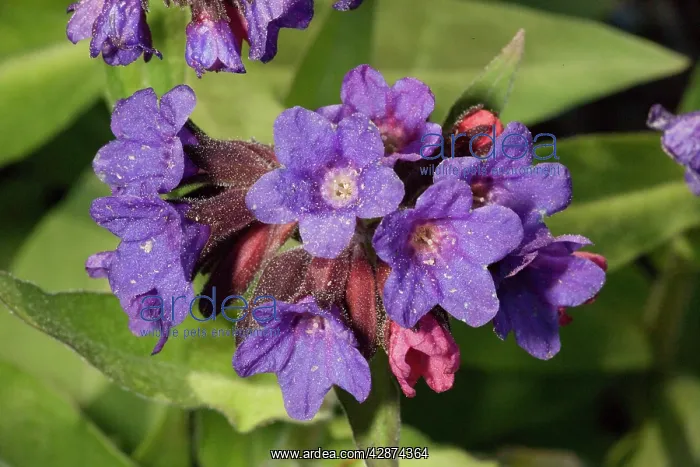 : A lungwort : A lungwort