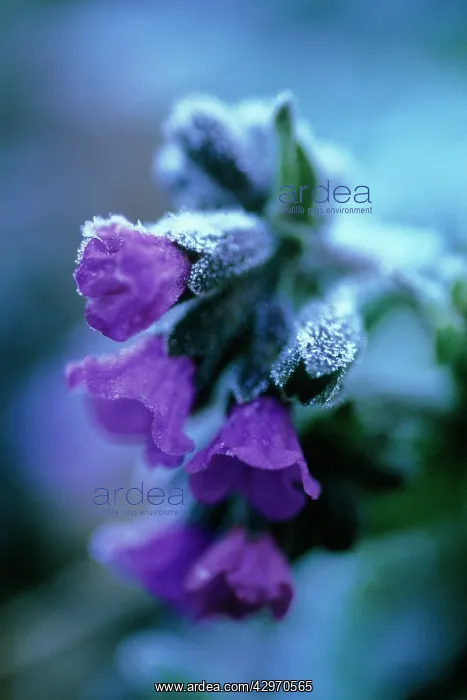 : Lungwort, Pulmonaria officinalis