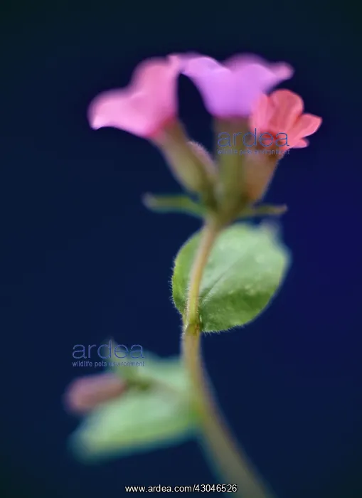 : Lungwort. Pulmonaria angustifolia : Lungwort. Pulmonaria angustifolia