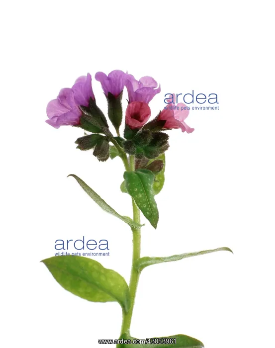  : Lungwort, Pulmonaria