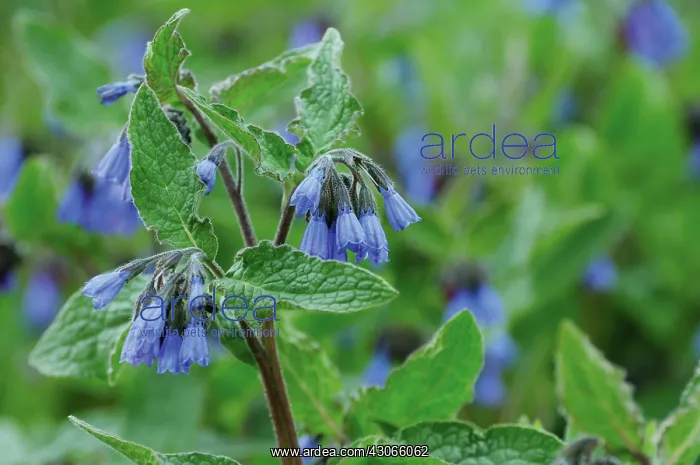 : Lungwort, Pulmonaria angustifolia : Lungwort, Pulmonaria angustifolia