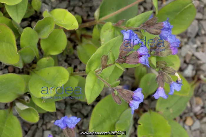 : A lungwort, native in Europe (not UK) : A lungwort, native in Europe (not UK)