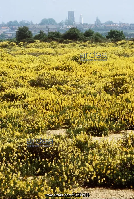 : Lupin colonisation, re-colonisation of gravel workings : Lupin colonisation, re-colonisation of gravel workings