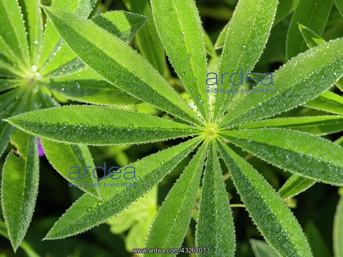 : Lupin leaves - with dew drops, Hessen, Germany : Lupin leaves - with dew drops, Hessen, Germany