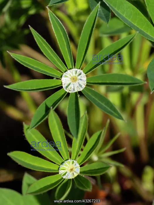 : Lupin leaves - with dew drops, Hessen, Germany : Lupin leaves - with dew drops, Hessen, Germany