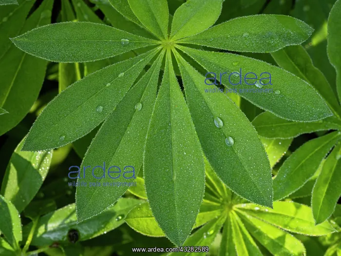 : Lupin leaves - with dew drops, Hessen, Germany : Lupin leaves - with dew drops, Hessen, Germany