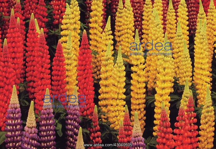 : Lupin, Lupinus : Lupin, Lupinus