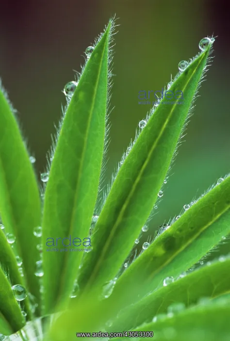 : Lupin, Lupinus : Lupin, Lupinus