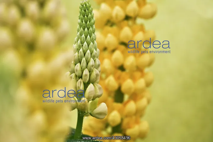 : Lupin, Lupinus : Lupin, Lupinus