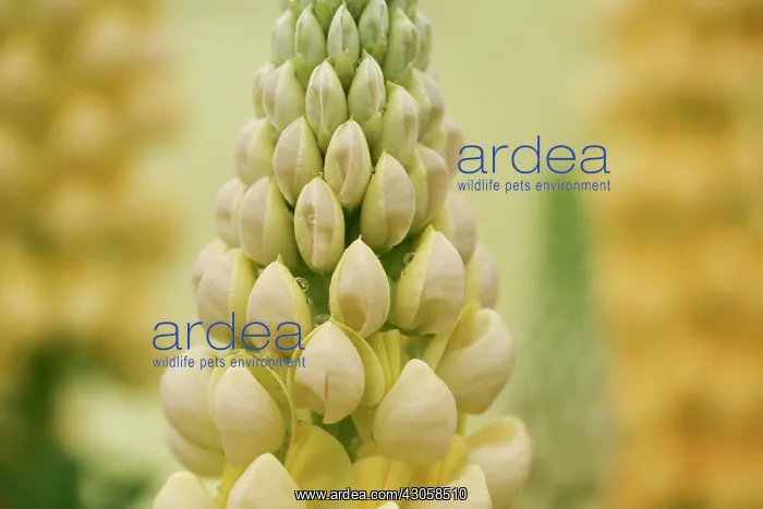 : Lupin, Lupinus : Lupin, Lupinus