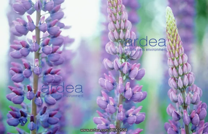 : Lupin, Lupinus : Lupin, Lupinus