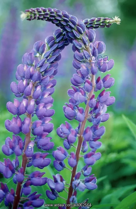 : Lupin, Lupinus : Lupin, Lupinus