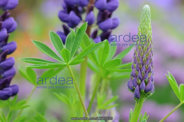 : Lupin, Lupinus : Lupin, Lupinus