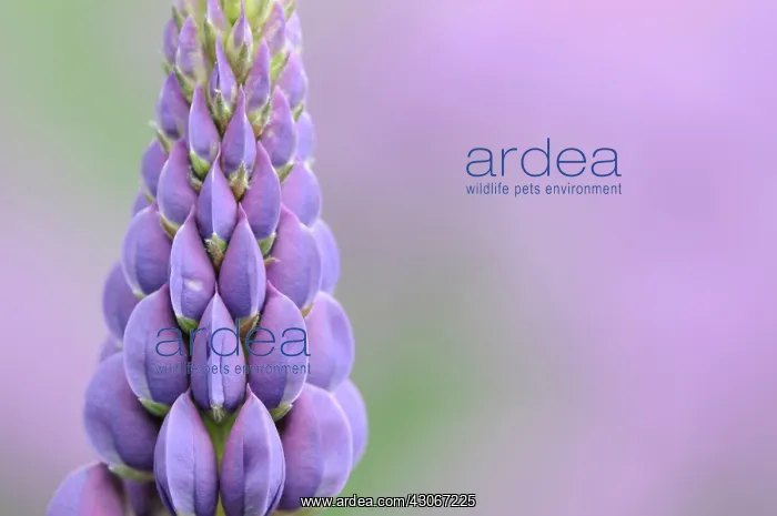 : Lupin, Lupinus : Lupin, Lupinus