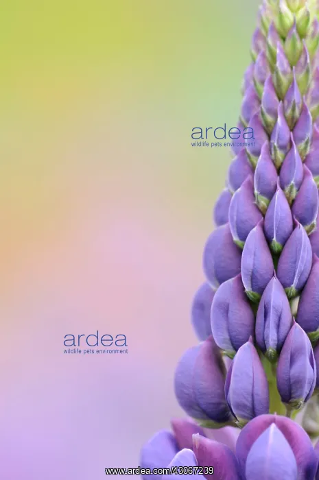 : Lupin, Lupinus : Lupin, Lupinus