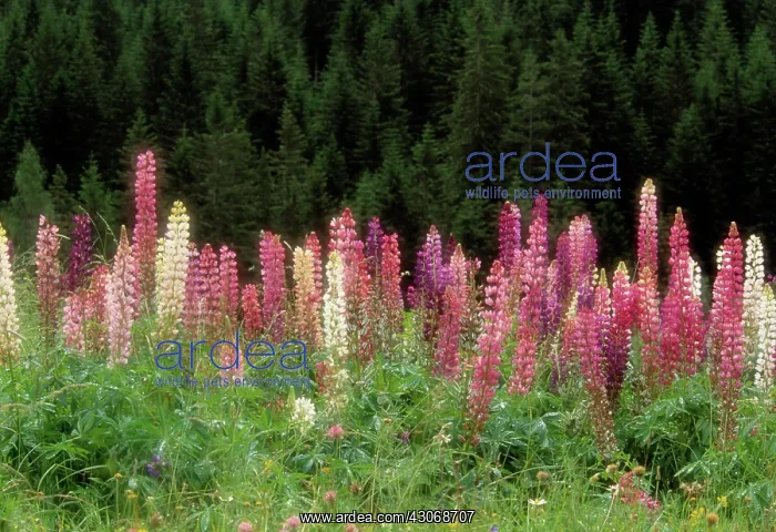 : Lupin, Lupinus : Lupin, Lupinus