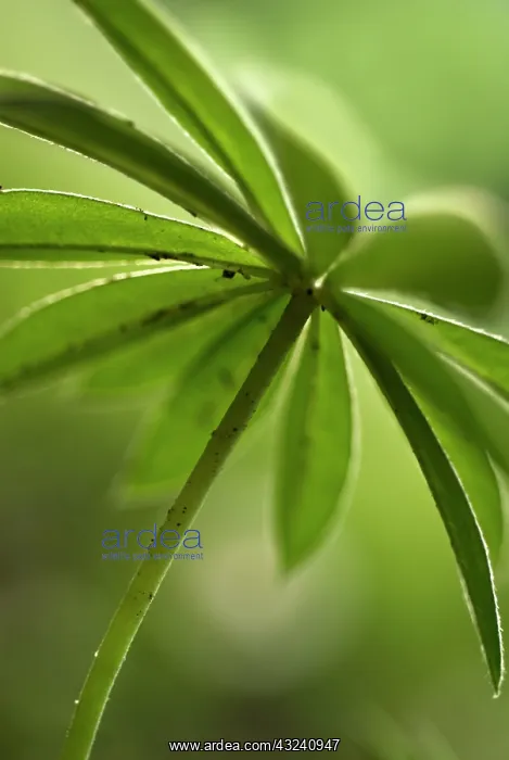 : Lupin, Lupinus : Lupin, Lupinus