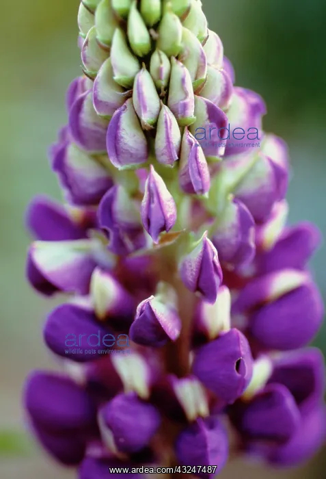 : Lupin, Lupinus : Lupin, Lupinus