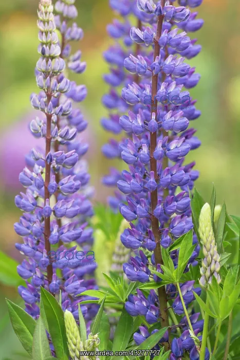 : Lupin, Lupinus cultivar, Purple subject : Lupin, Lupinus cultivar, Purple subject