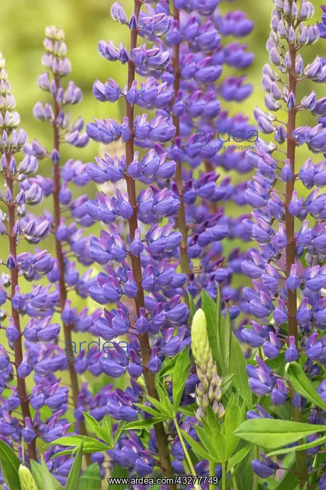 : Lupin, Lupinus cultivar, Purple subject : Lupin, Lupinus cultivar, Purple subject