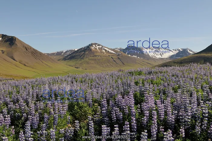 : Lupin, Lupinus nootkatensis, Nootka lupine : Lupin, Lupinus nootkatensis, Nootka lupine