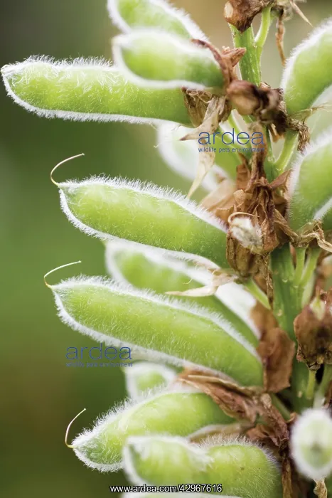 : Lupin, Lupinus Polar Princess : Lupin, Lupinus Polar Princess