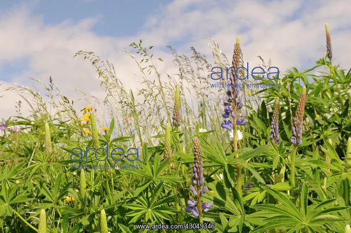 : Lupin, Lupinus polyphyllus : Lupin, Lupinus polyphyllus