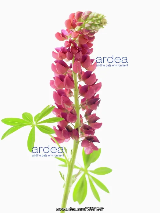 : Lupin, Lupinus polyphyllus : Lupin, Lupinus polyphyllus