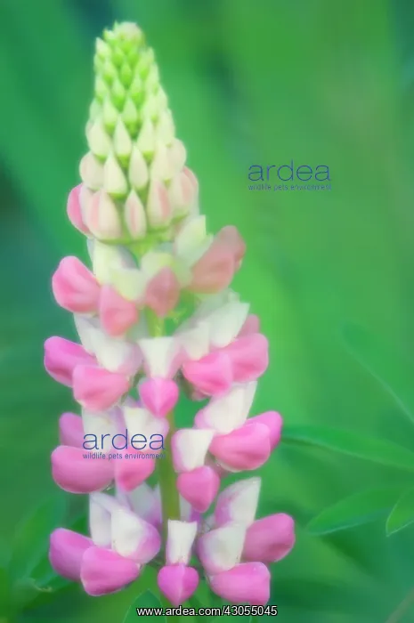 : Lupin, Lupinus polyphyllus : Lupin, Lupinus polyphyllus