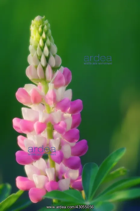 : Lupin, Lupinus polyphyllus : Lupin, Lupinus polyphyllus