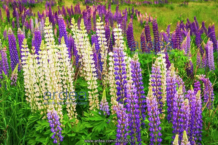 : Lupine, Fiordland National Park, South Island, New Zealand : Lupine, Fiordland National Park, South Island, New Zealand